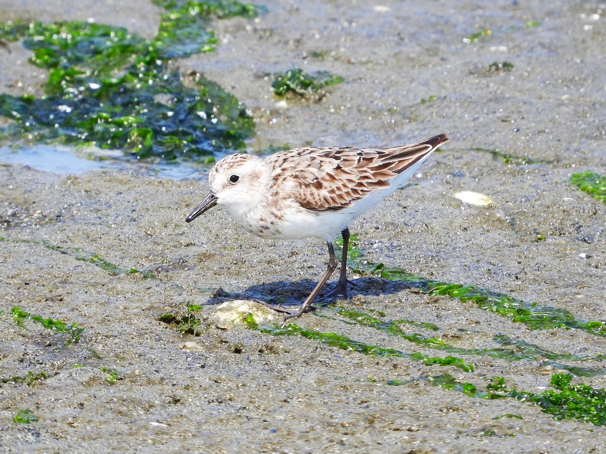 OPAS Field Trip: Dungeness Bay – Returning Shorebirds