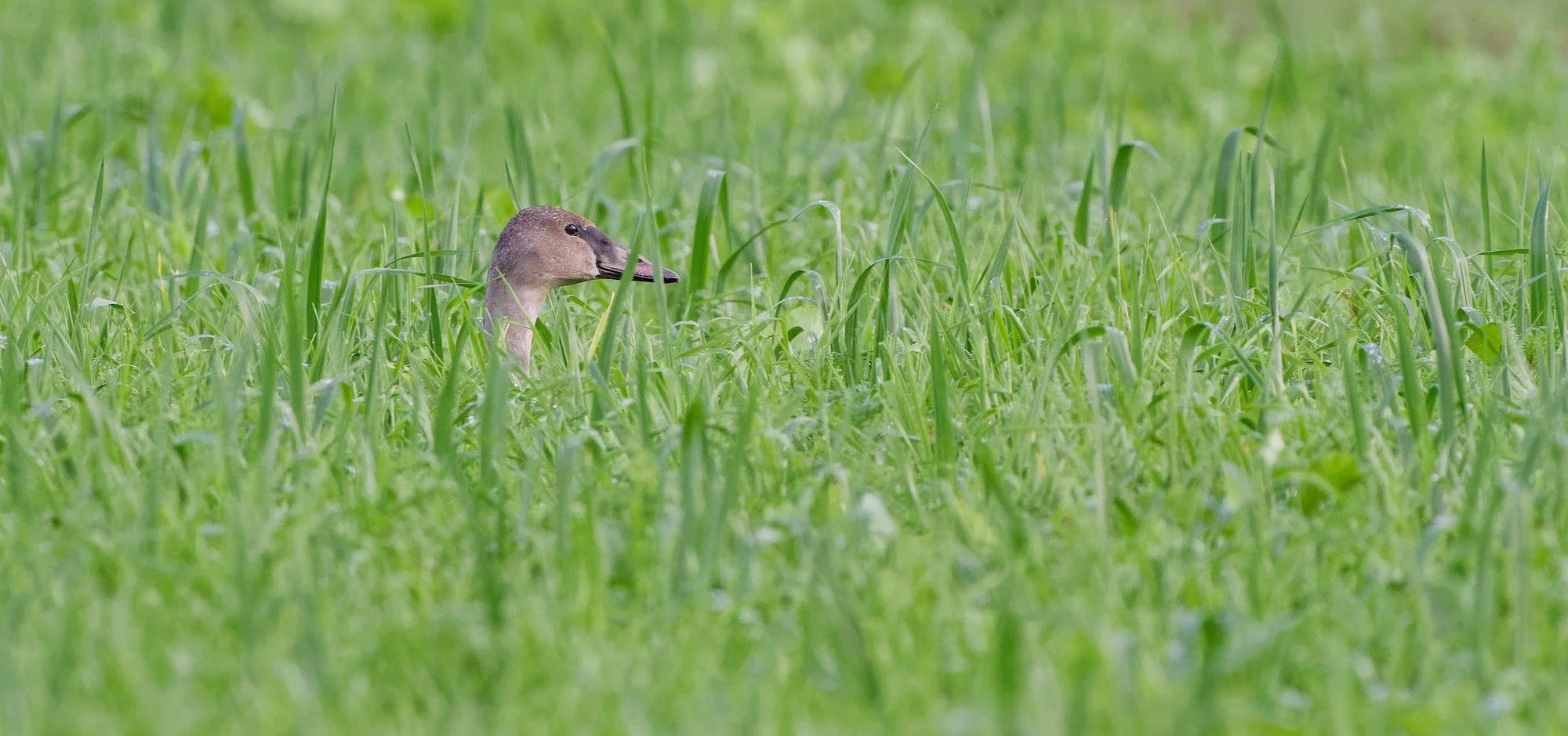 Trumpeter Swan juvenile in Wheeler farm by Dee Renee Ericks.jpg