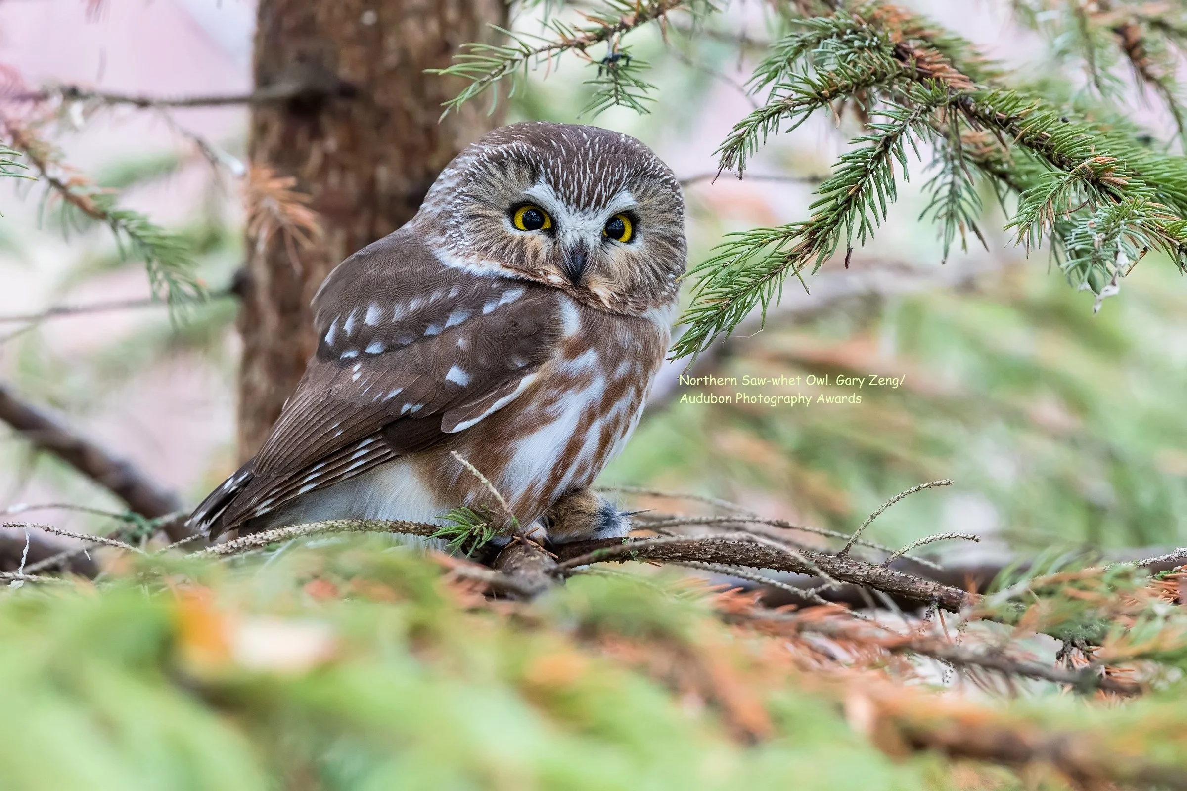 Northern Saw-whet Owl Photo Gary Zeng Audubon Photography Awards sig.jpg