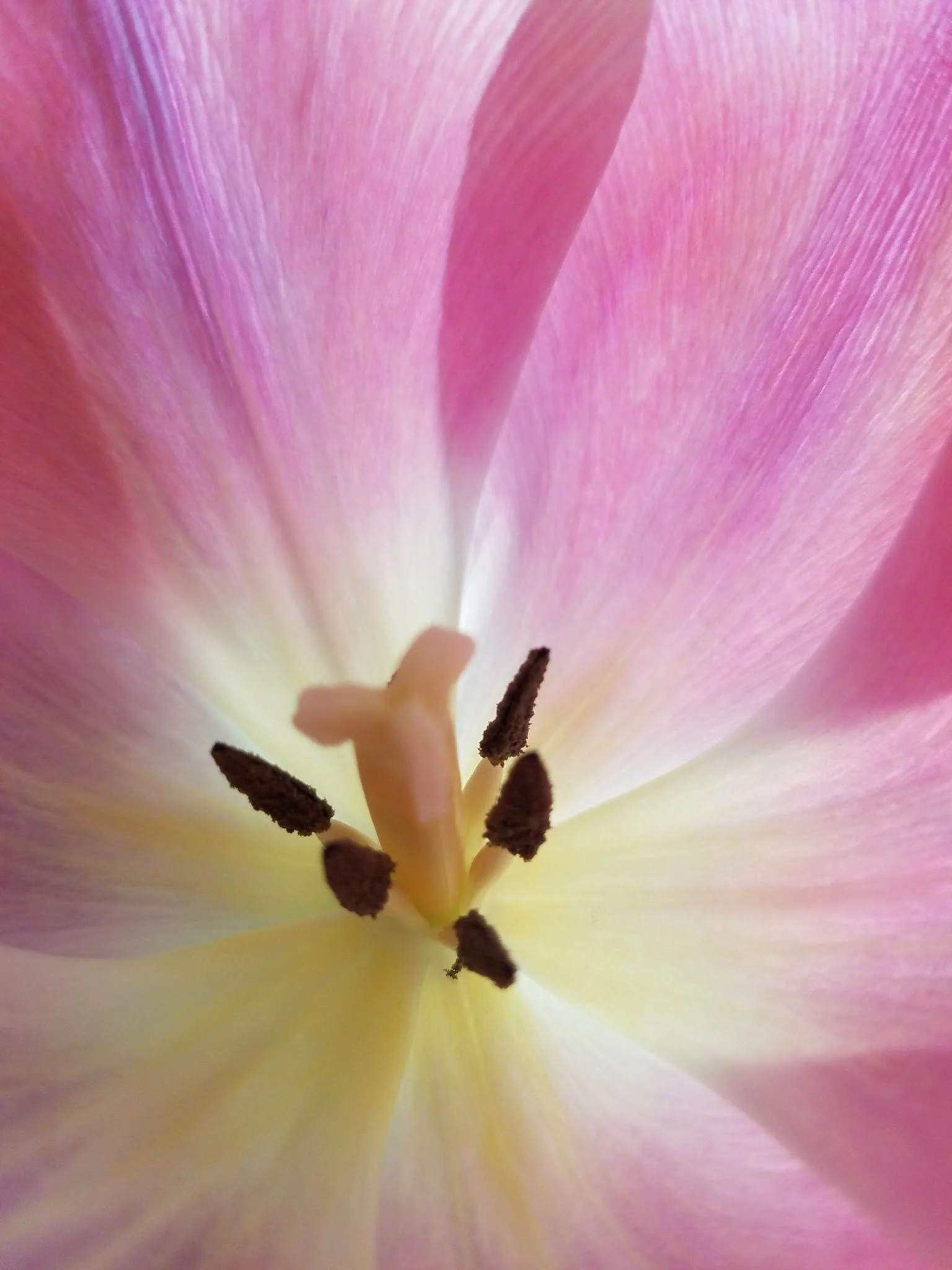 Tulip