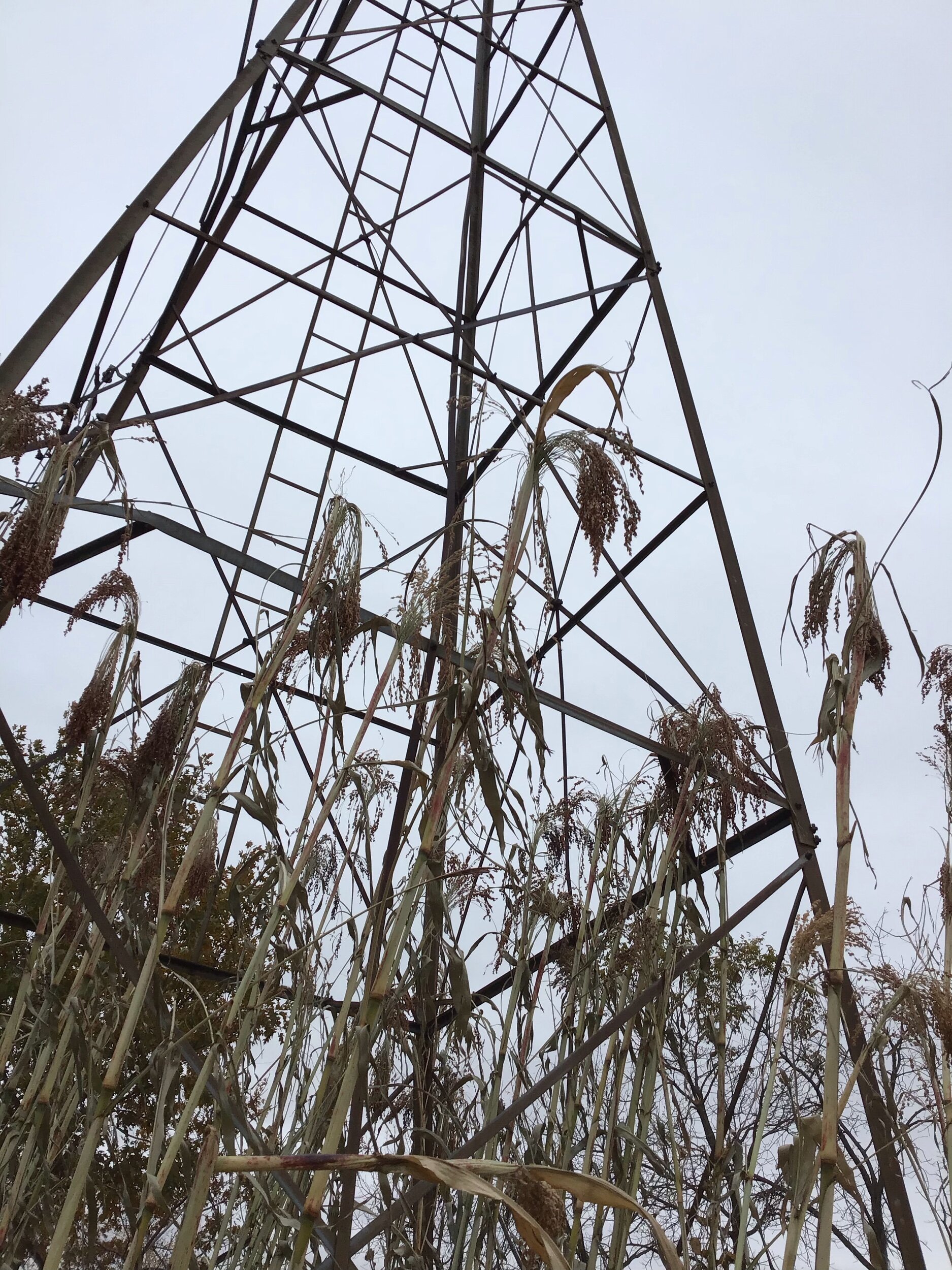 An old windmill with some broom corn.