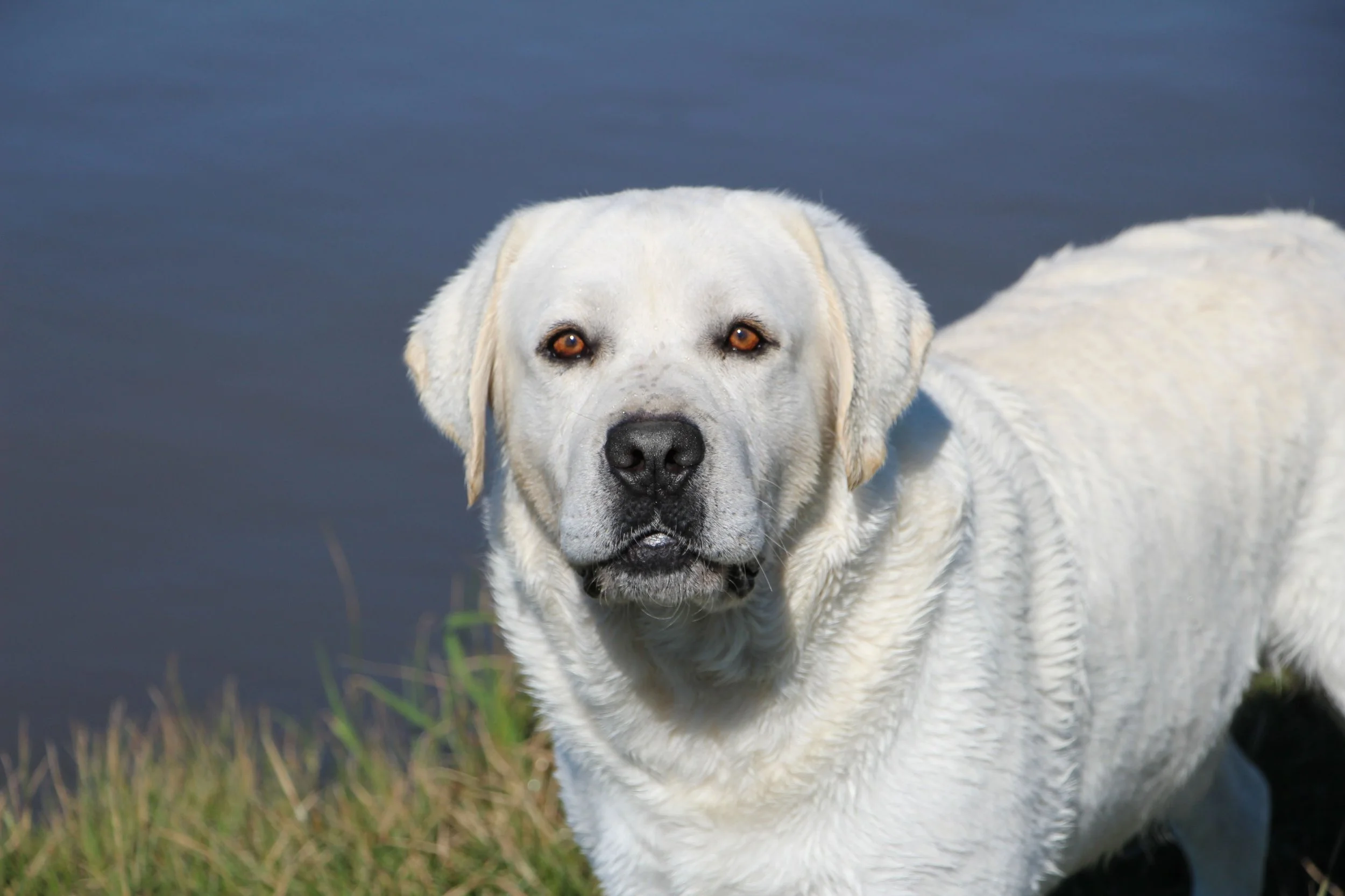 Polar Bear Shelby White Labs Polar White Labrador On Sale