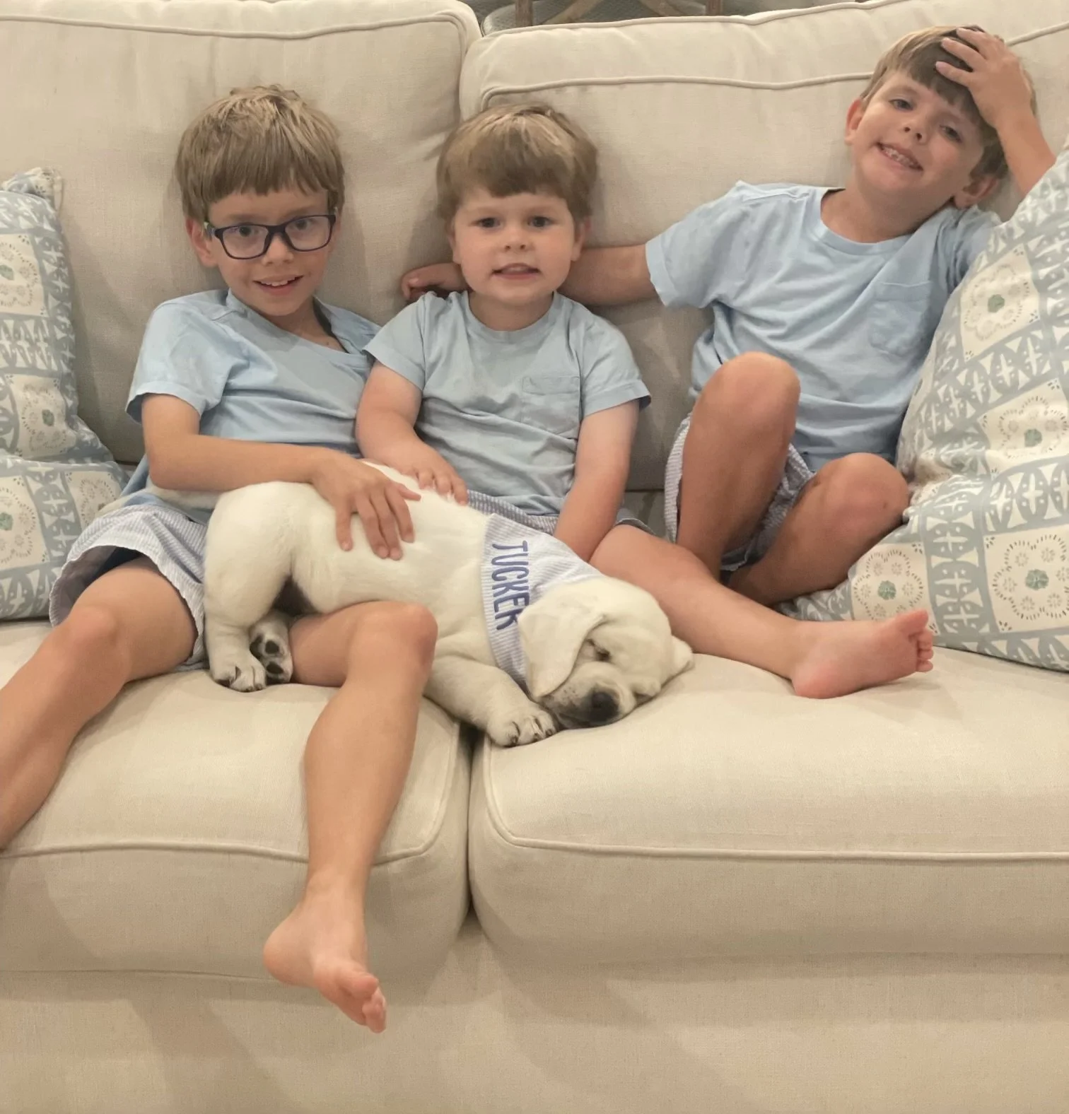 Puppies. 2025 Happy Customers. 3 blue boys on white couch .jpg