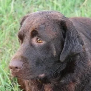 Puppies. 2026 Belle laying down.jpg