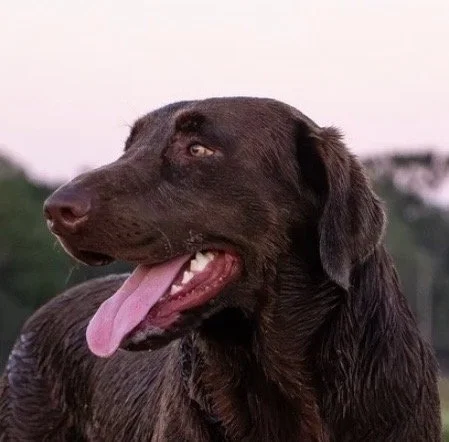 Puppies. 2026 Rochere headshot.jpg