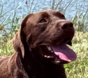 Puppies. 2026 Moose head shot.png