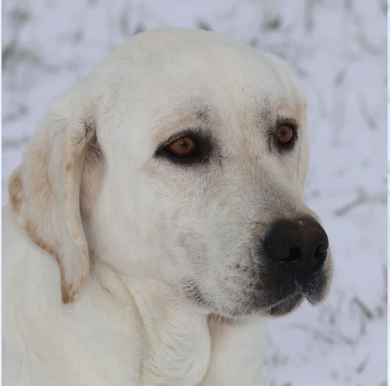 Puppies. 2026 Alaska headshot.jpg