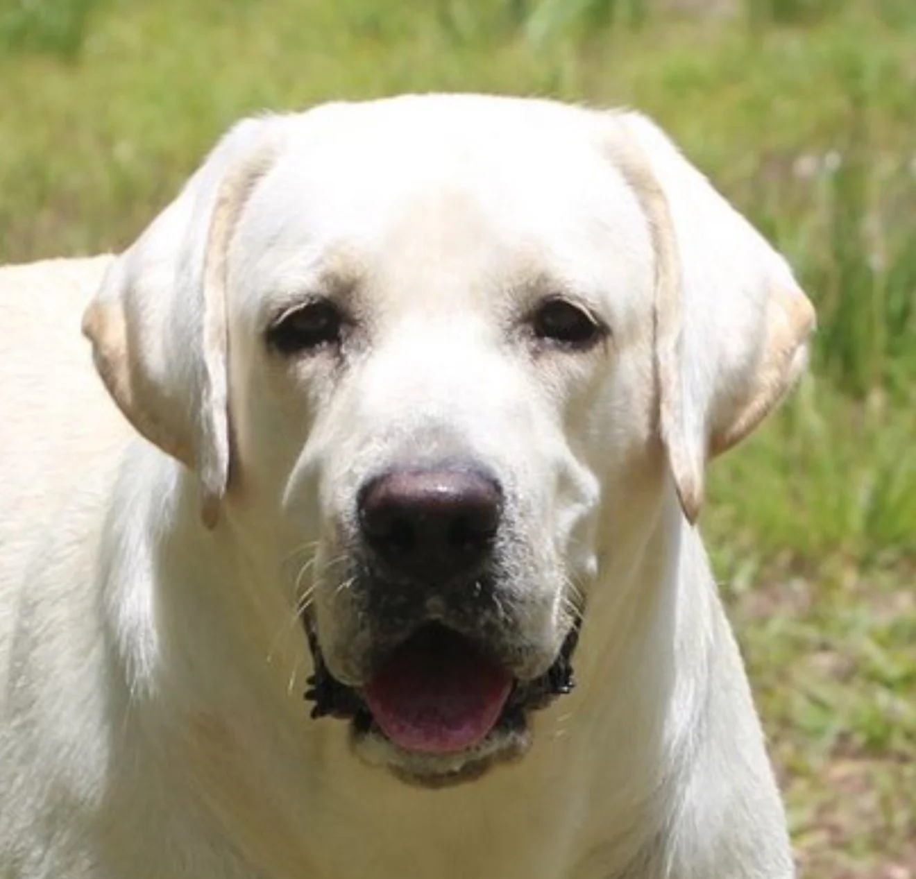 Puppies. Daisy happy portraits 3 face.jpg