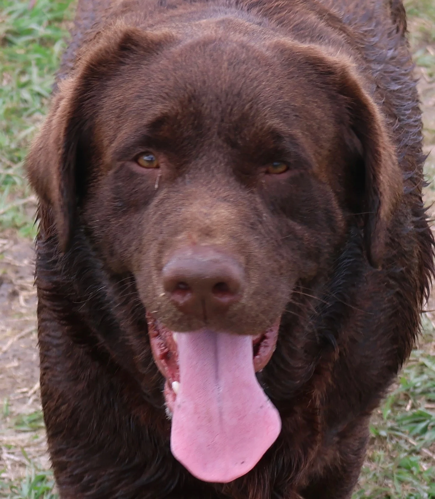 Puppies. 2026 Hershey headshot.JPEG