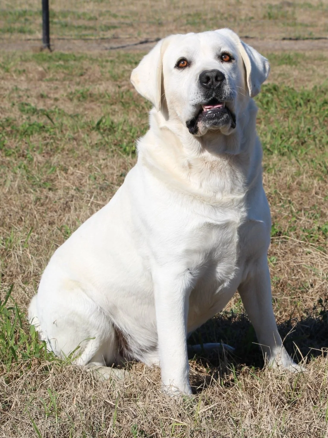 Full Grown White Labrador Full Grown White Labrador Polar Martin