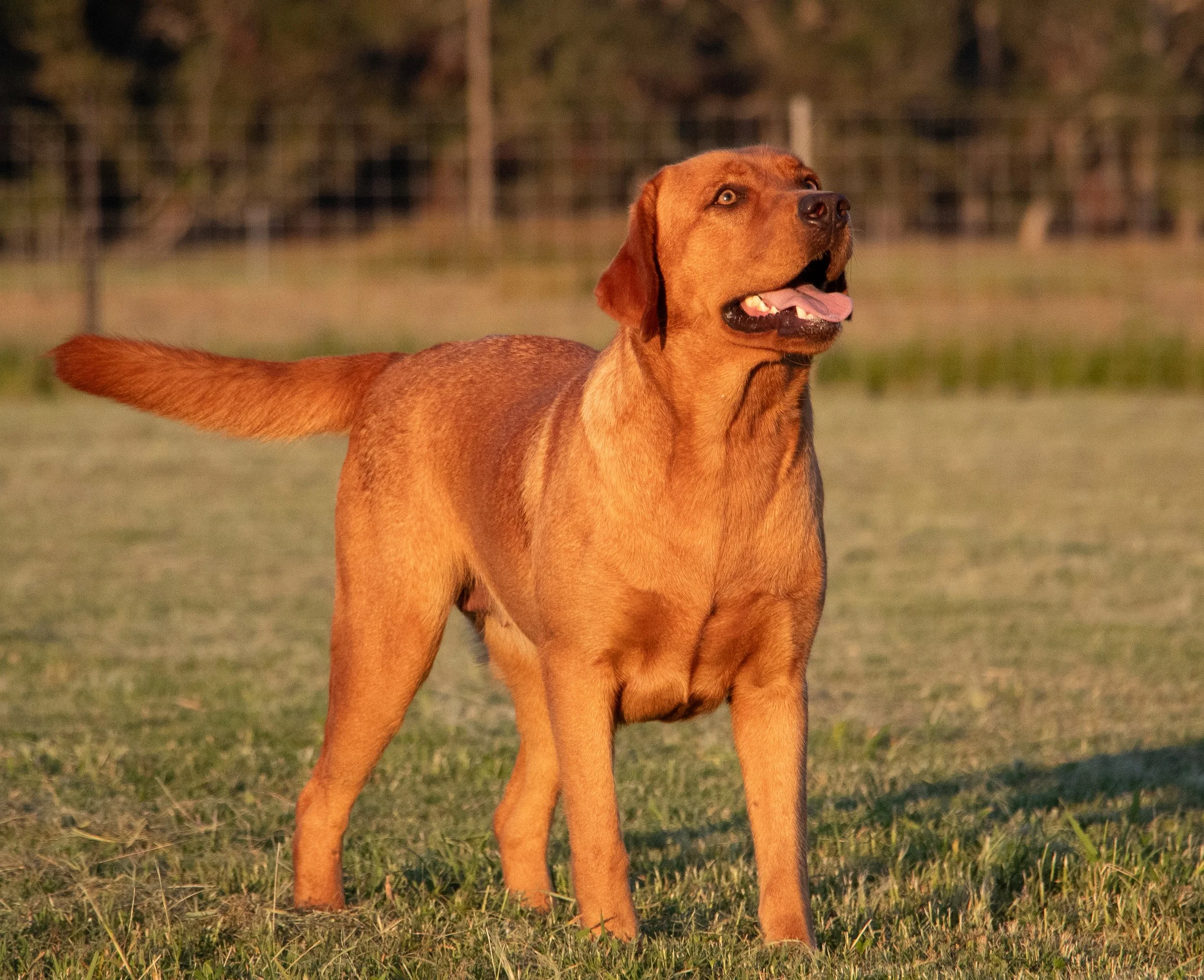 Annie & Polar — Martin Lake Labradors of Houston