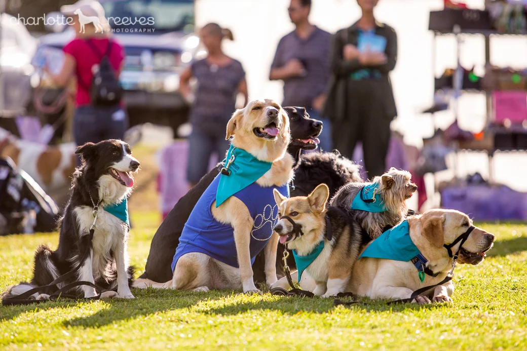 Samford Million Paws Walk 2014 — Charlotte Reeves Photography