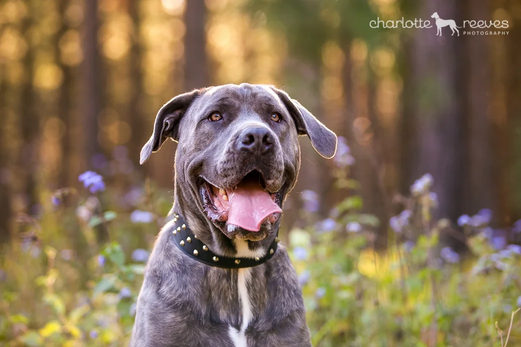Deluxe Session Kilo The Dachshund Jett The Cane Corso