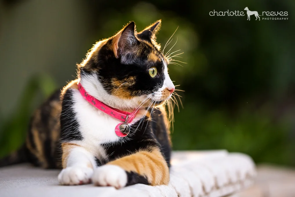 Poppy-Jazz-Cats-Brisbane-10.jpg