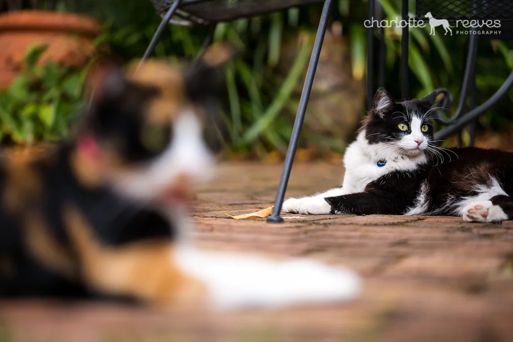 Poppy-Jazz-Cats-Brisbane-14.jpg