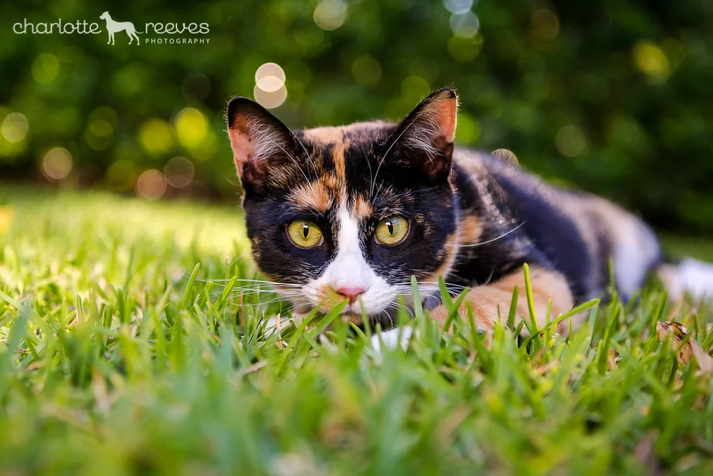 Poppy-Jazz-Cats-Brisbane-3.jpg