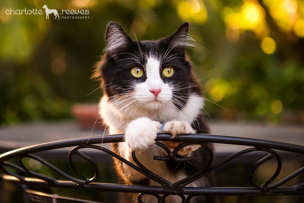 Poppy-Jazz-Cats-Brisbane-5.jpg