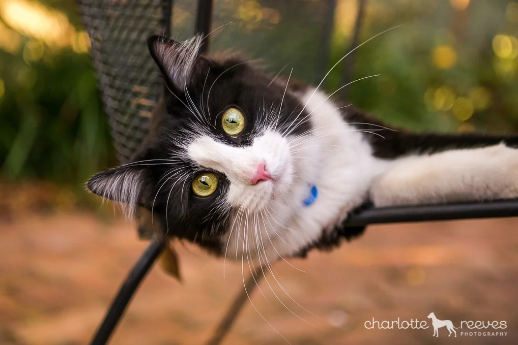 Poppy-Jazz-Cats-Brisbane-6.jpg