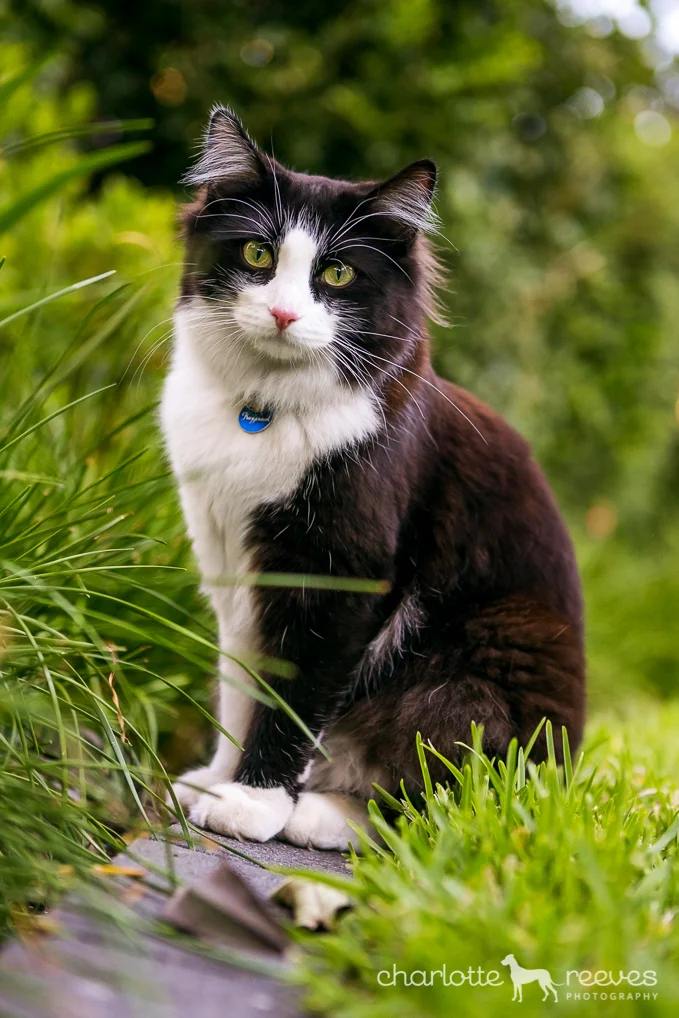 Poppy-Jazz-Cats-Brisbane-8.jpg