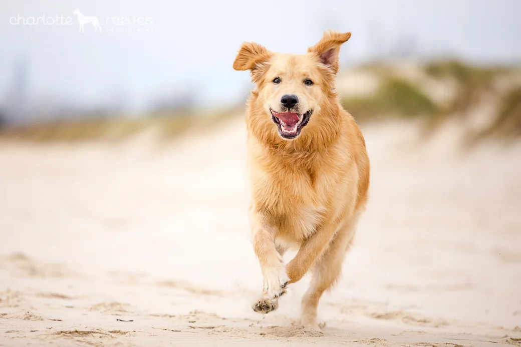 golden retriever breeders gold coast