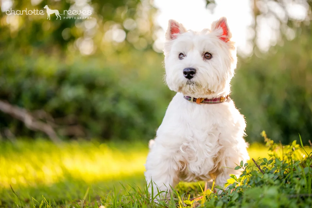 Pepper-Westie-West-Highland-White-Terrier-08.jpg
