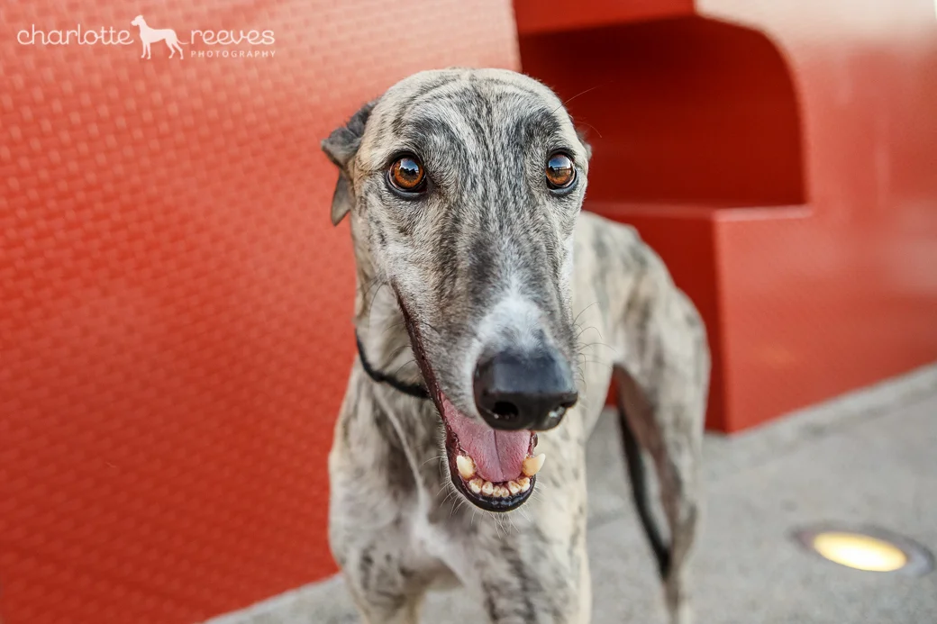 Ziggy-Greyhound-Brisbane-03.jpg