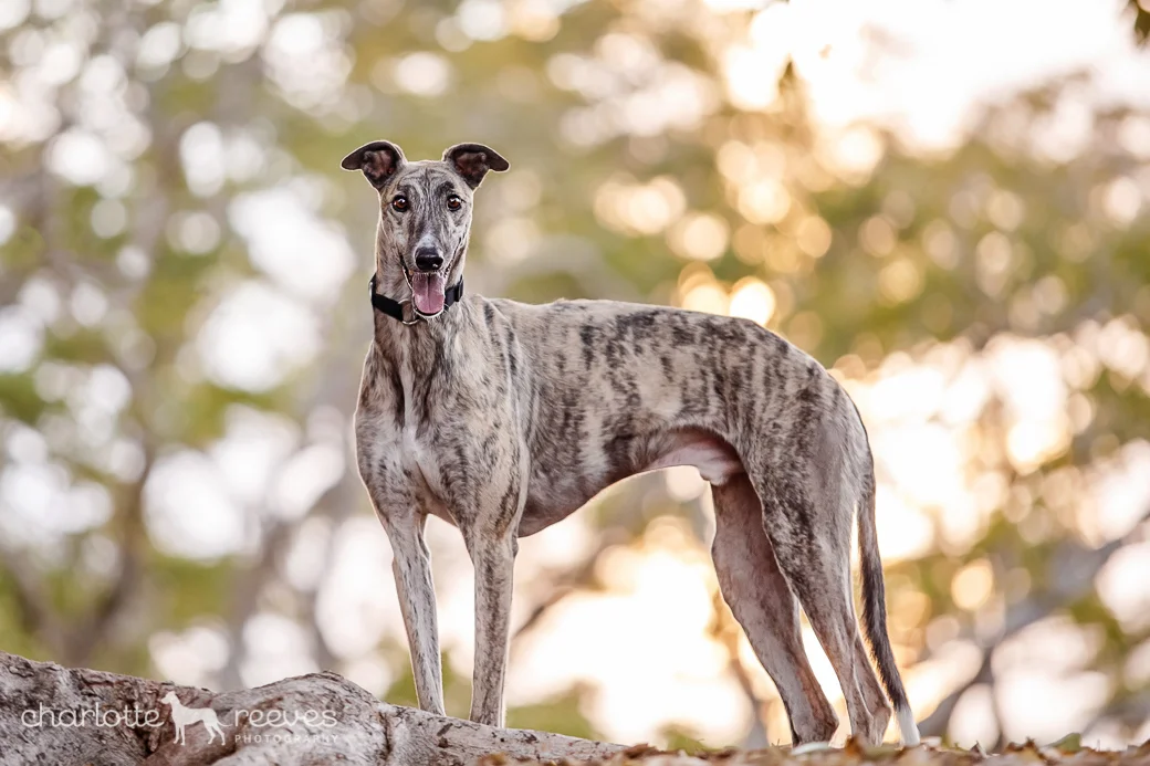 Ziggy-Greyhound-Brisbane-04.jpg