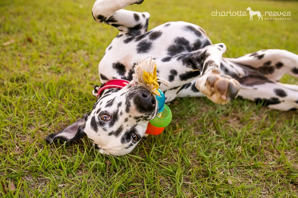 Dynamo the Dalmatian was best kept on-leash (edited out). That didn't stop him partying during his photo session though!