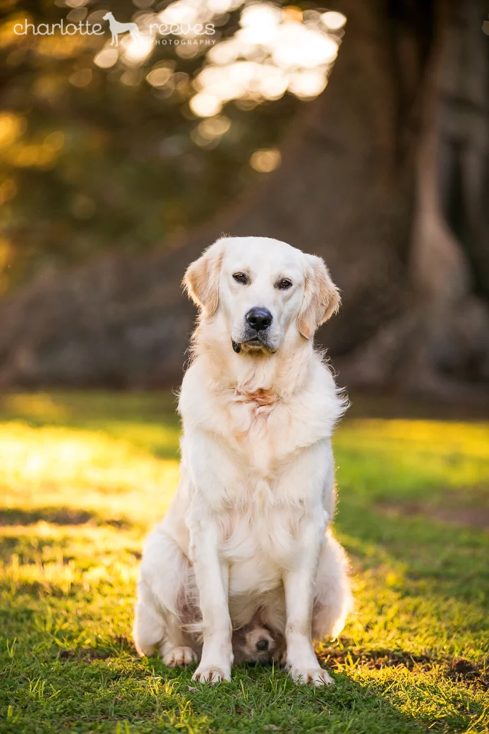 Bare Bones Session Monte The Golden Retriever In Brisbane