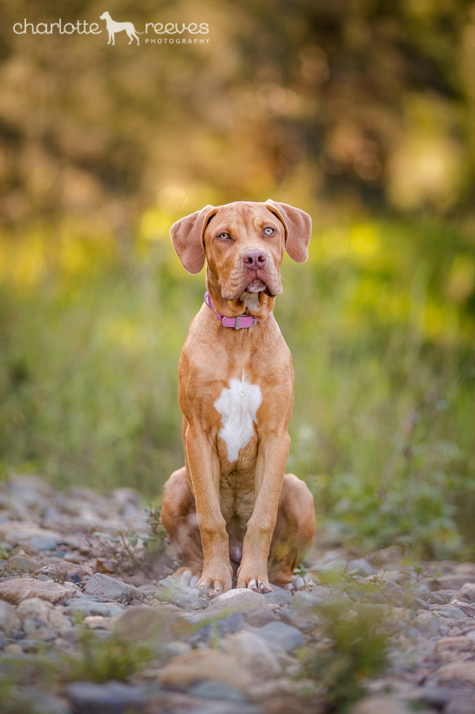 Session ~ Lulu the Dogue de Bordeaux cross in Brisbane Charlotte Reeves Photography