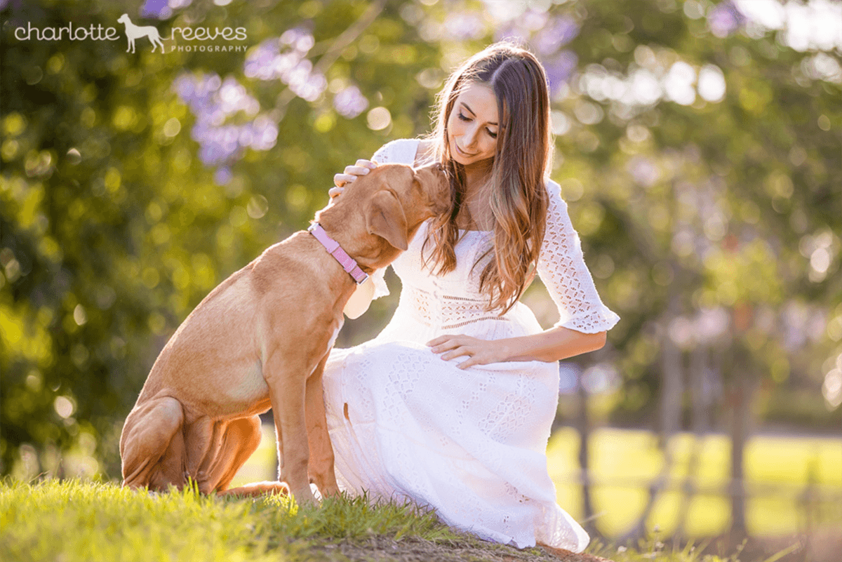 Deluxe Session ~ Lulu the Dogue de Bordeaux cross in Brisbane  