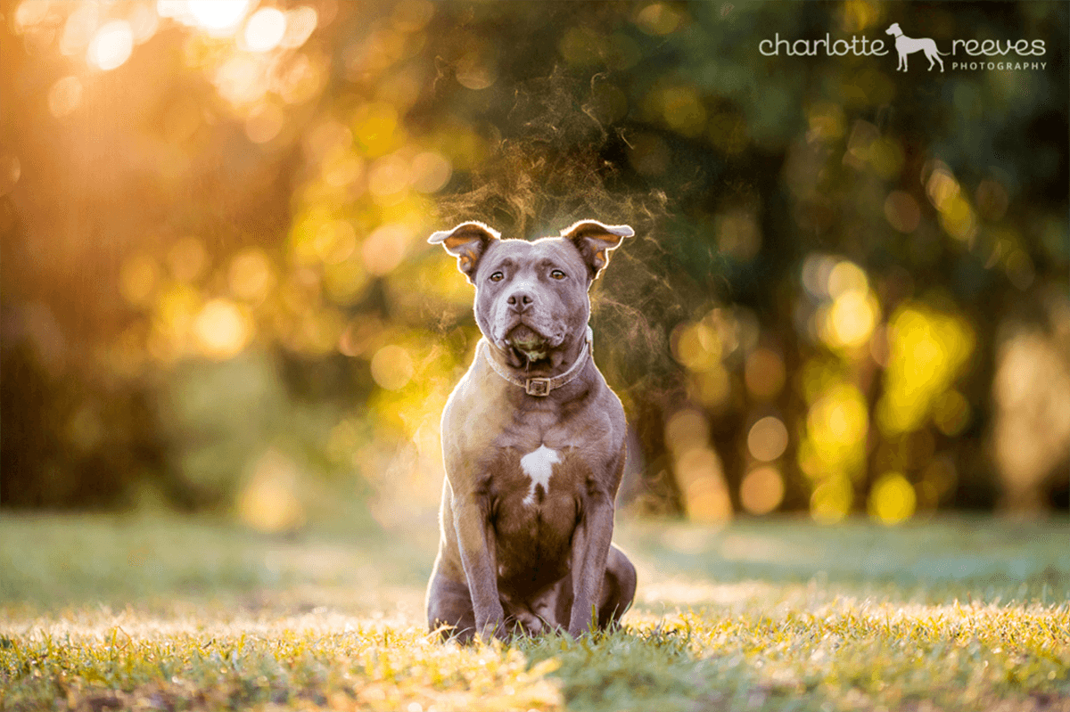 Bare Bones Session ~ Roxy the Staffy cross in Brisbane  