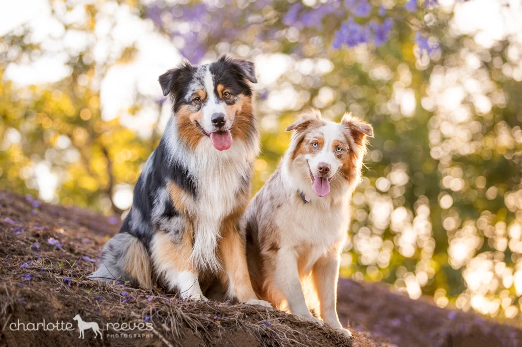 Let's celebrate Spring with Jacarandas!  
