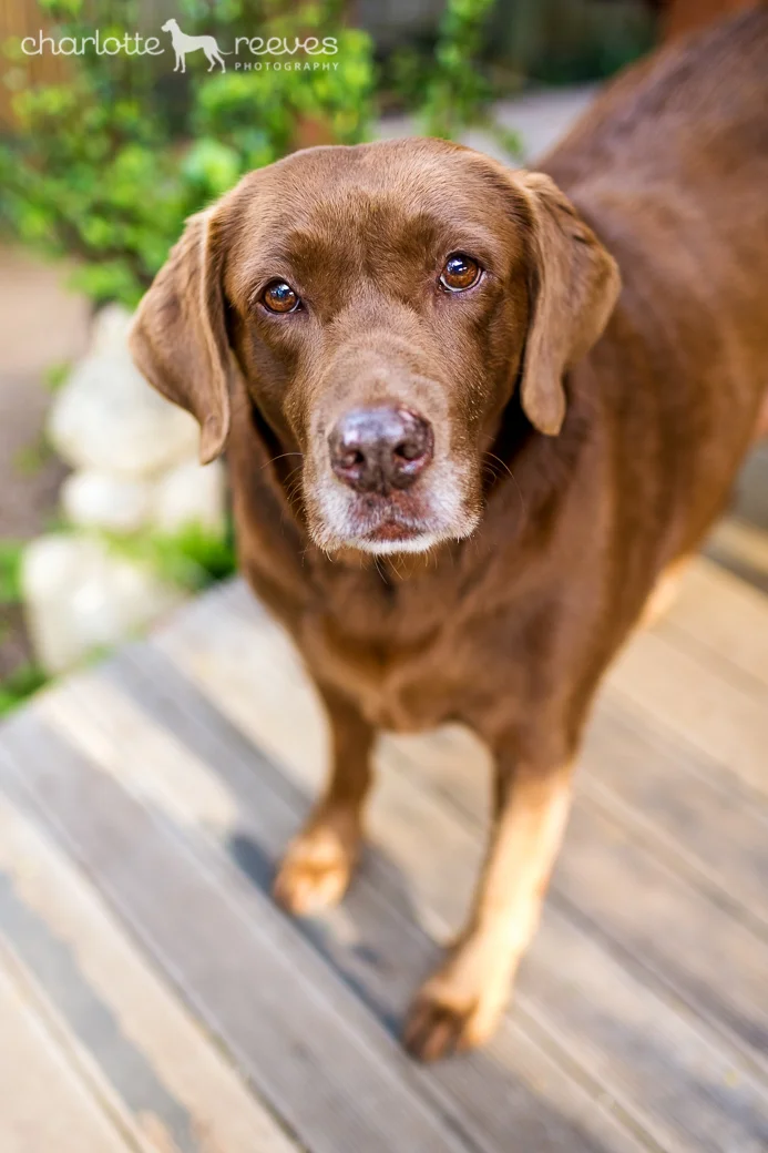 7 Reasons Not to Book a Pet Photography Session  