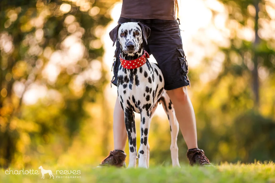 Deluxe Session ~ Dynamo the Dalmatian in Brisbane  