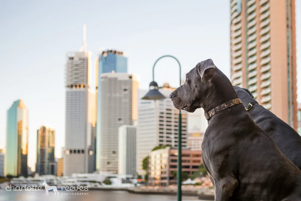 News ~ Tails of Brisbane Project Launching Soon!  