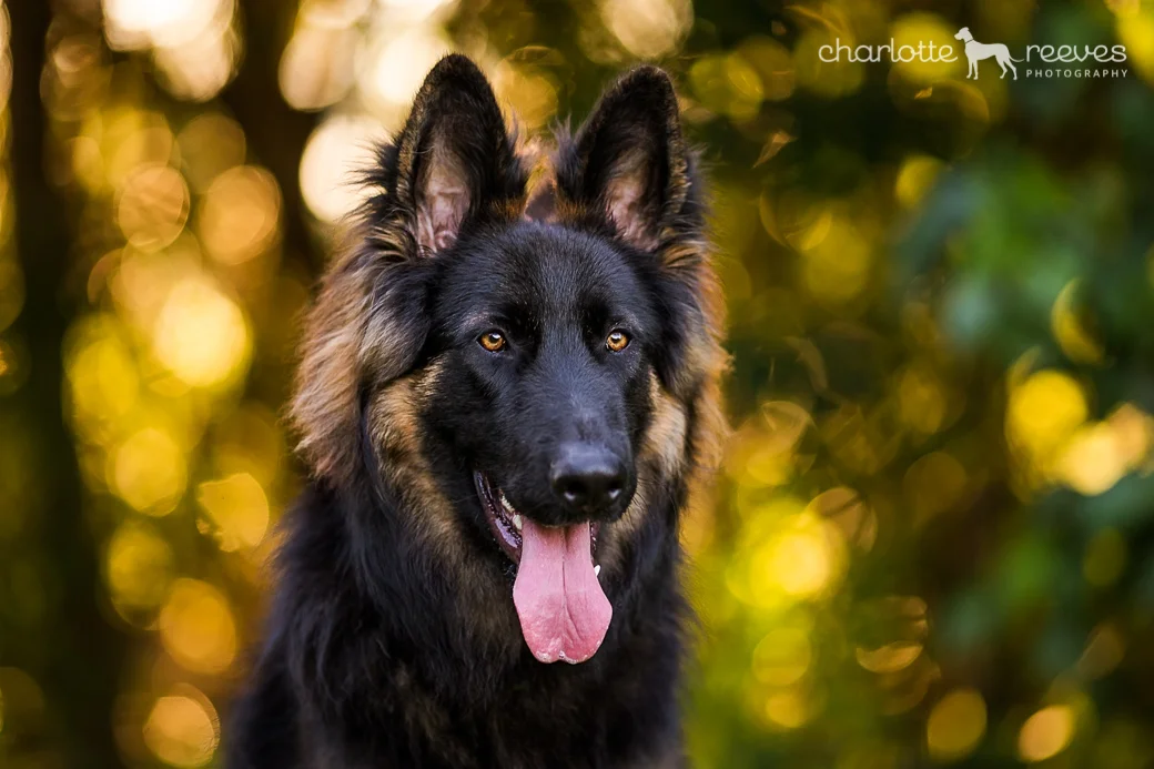 Bare Bones Session ~ Ben the German Shepherd in Brisbane  
