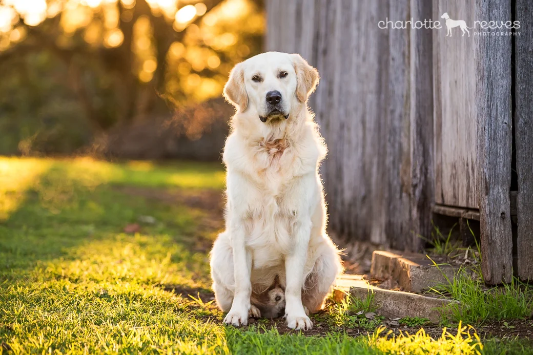 Bare Bones Session ~ Monte the Golden Retriever in Brisbane  