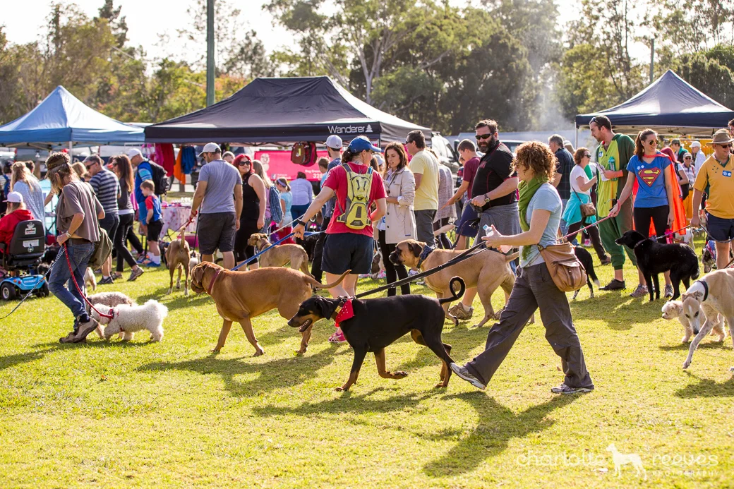 Samford RSPCA Million Paws Walk 2015  