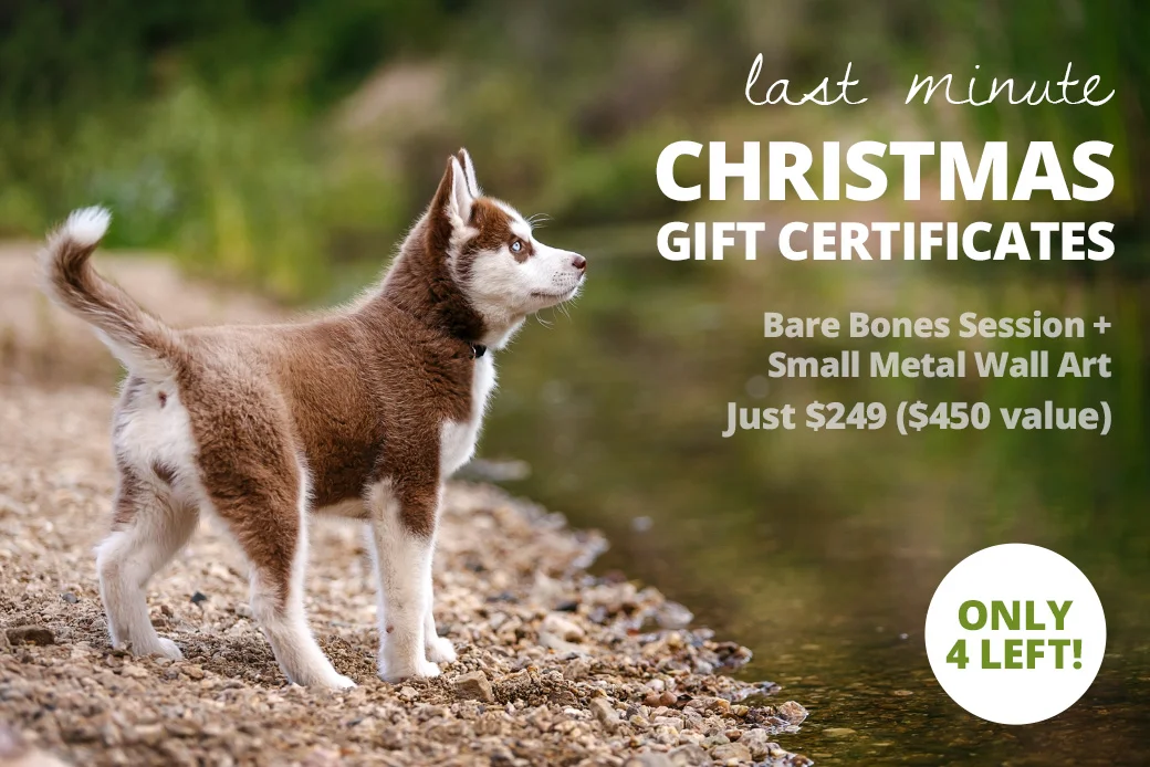 Last Minute ~ Christmas Gift Certificates  