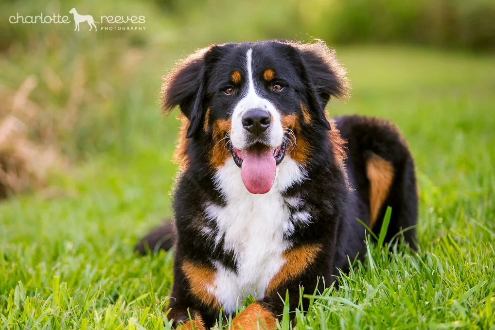 Bare Bones Session ~ Riot the Bernese Mountain Dog in Brisbane  
