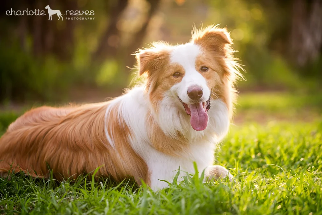 Deluxe Session ~ Marley the Border Collie in Brisbane  