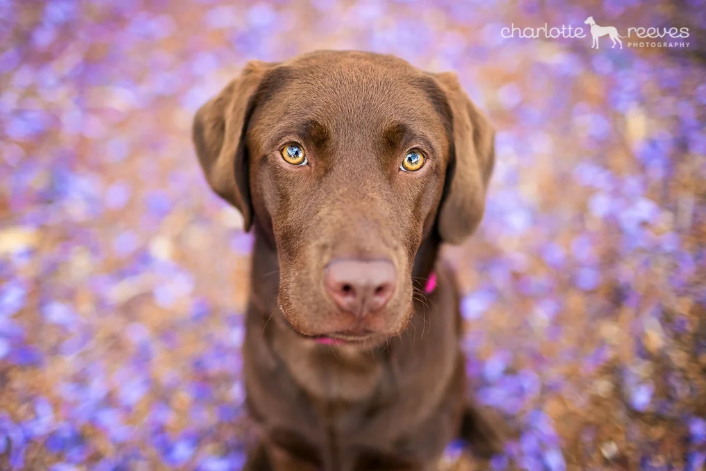 Model Session ~ Layla the Chocolate Labrador Retriever in Brisbane  