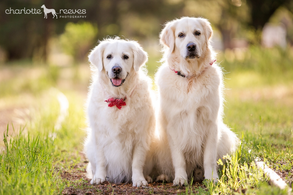 Travel Session ~ Daisy Mai &amp; Ollie B in Dwellingup, WA  