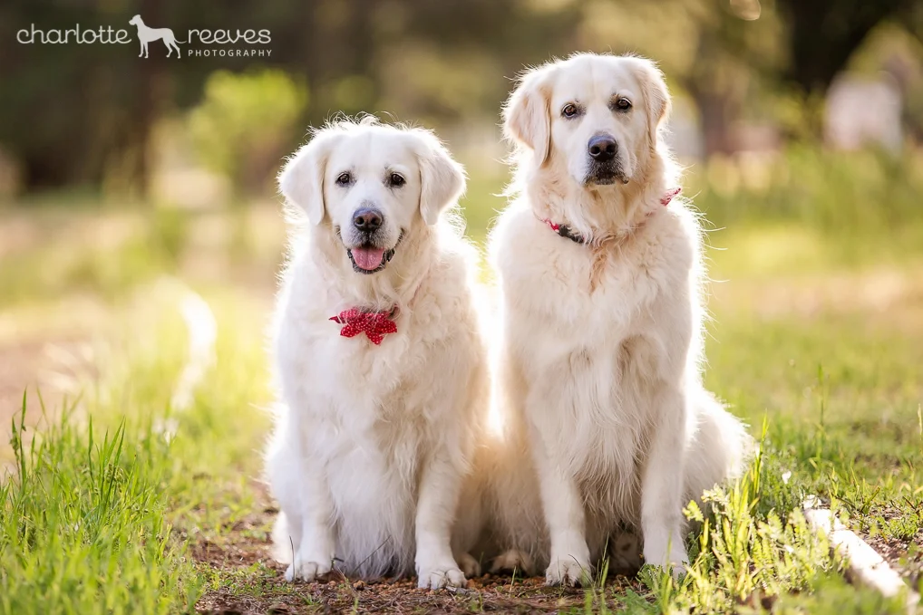 Golden Retriever Charlotte Reeves Photography Charlotte Reeves Photography