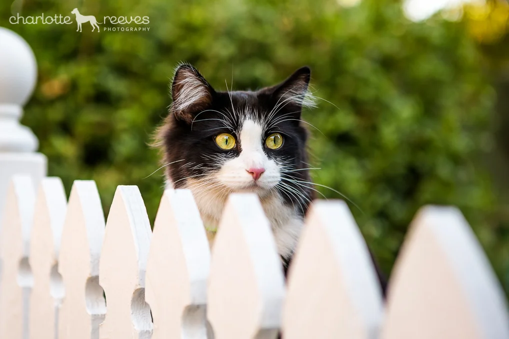 Deluxe Session ~ Poppy and Jazz the Cats in Brisbane  