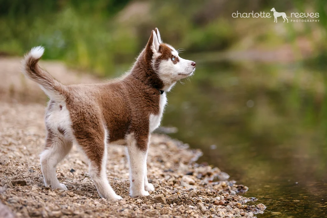 Bare Bones Session ~ Kira the Siberian Husky Puppy  