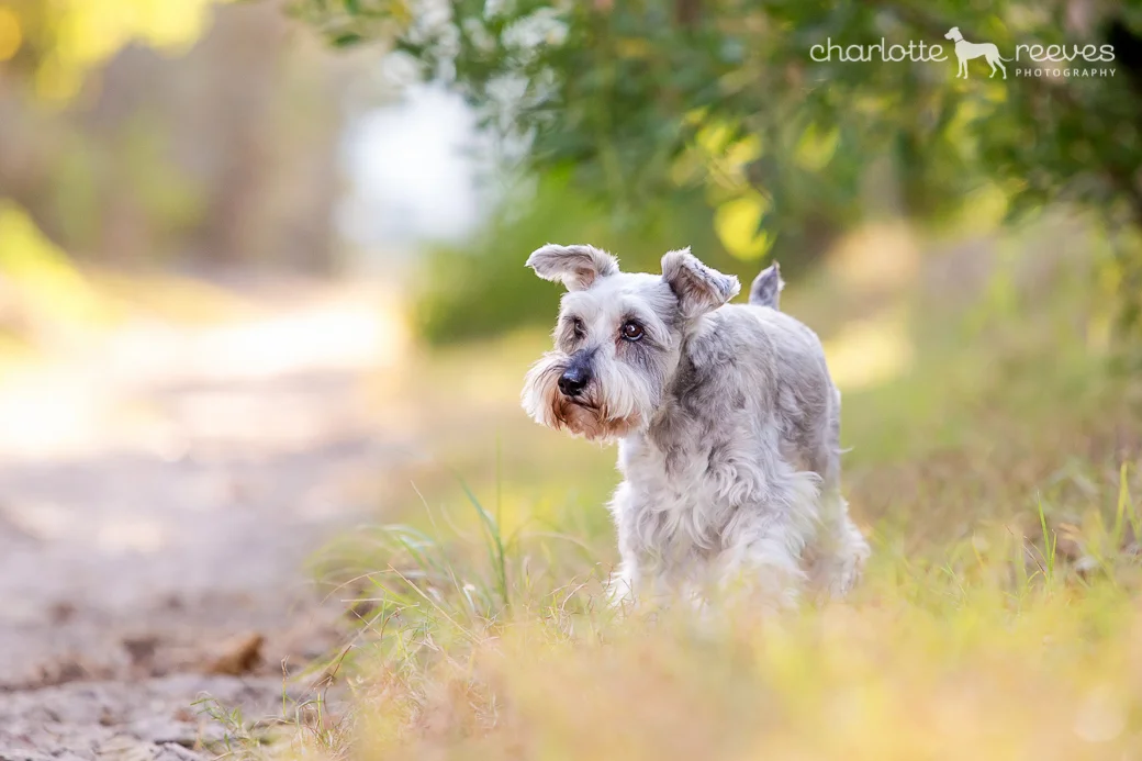 Deluxe Session ~ Heidi &amp; Millie the Miniature Schnauzers on the Gold Coast  