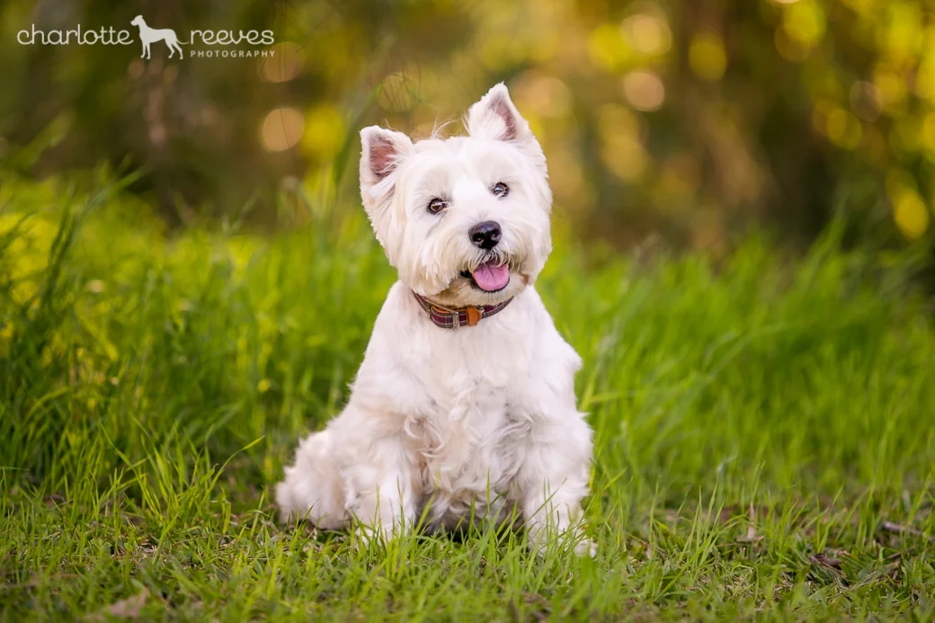 Deluxe Session ~ Pepper the Westie in Brisbane  