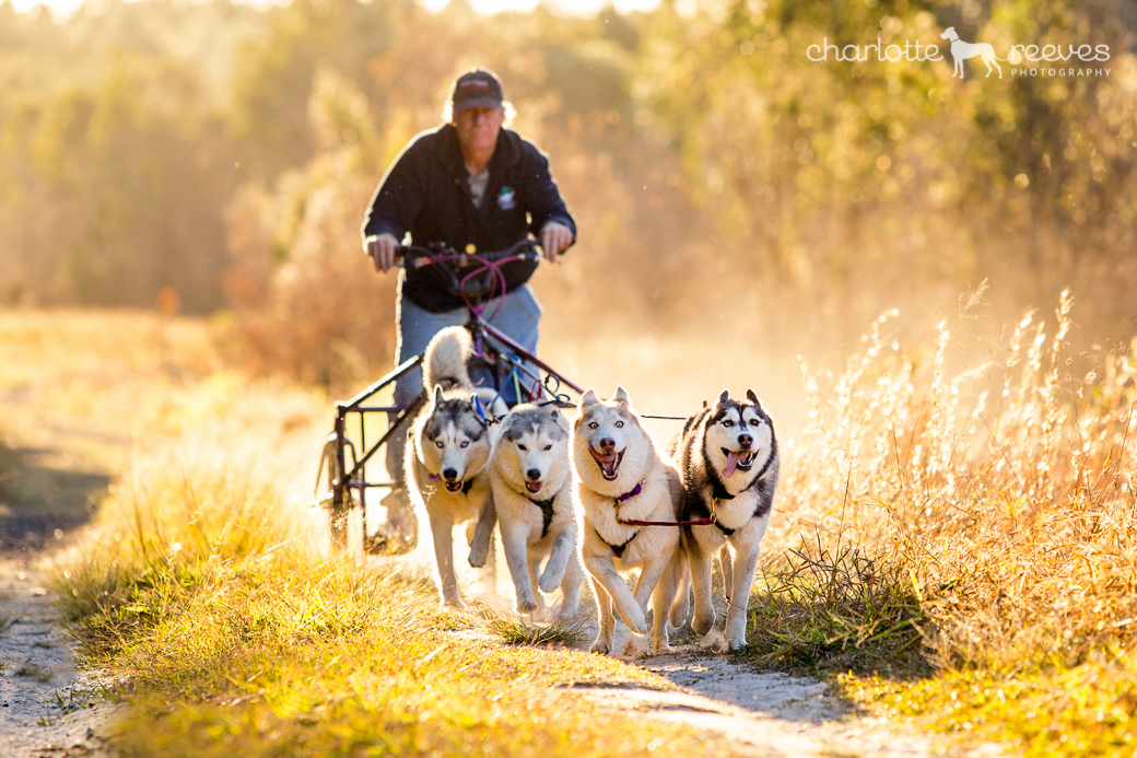 Deluxe Session ~ Kiah, Dakoda, Alaska &amp; Amber the Siberian Huskies  